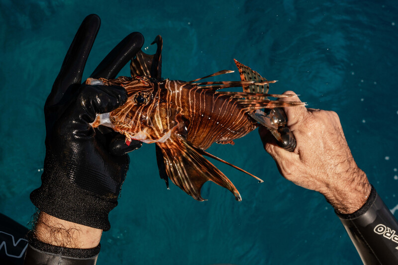 Invasive Lionfish in the Mediterranean by Adrienne Surprenant / MYOP