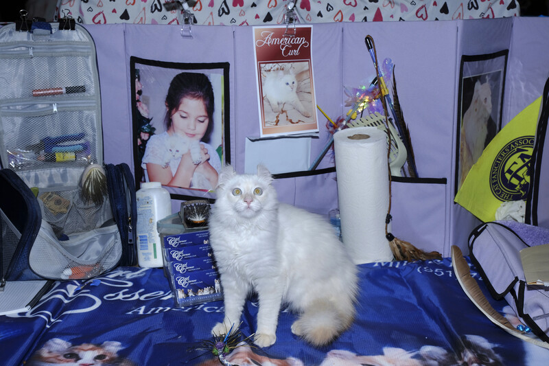 Cat Fanciers' Association Show by Jen Osborne
