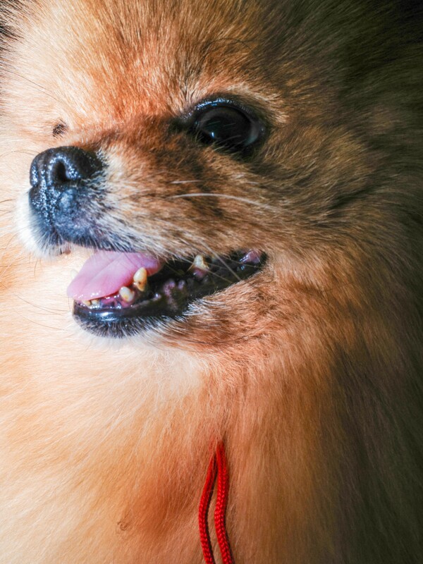 150th Annual Westminster Kennel Club Dog Show by Dolly Faibyshev