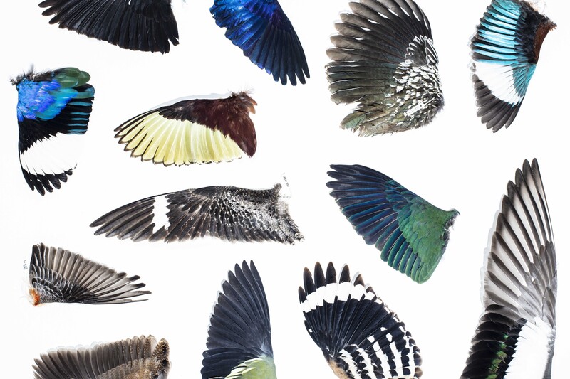 Cornell Lab of Ornithology by Bryan Anselm