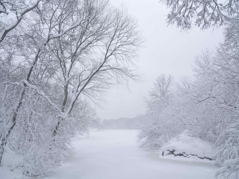 Central Park in Snow by Alex Fradkin
