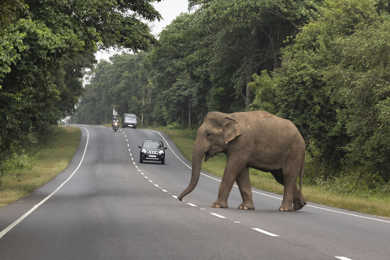 Human Elephant Conflict in Sri Lanka by Jonathan Browning