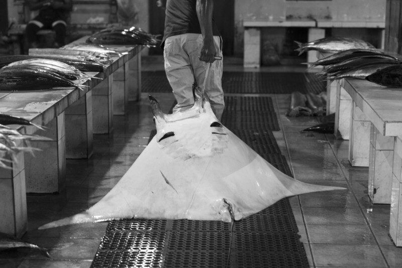 Manta Ray Gill Trade by Jonathan Browning