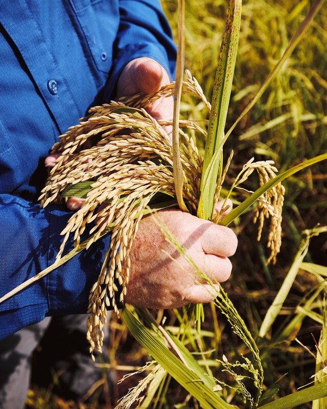 Rice Farming at Isbell Farms by Peter Frank Edwards