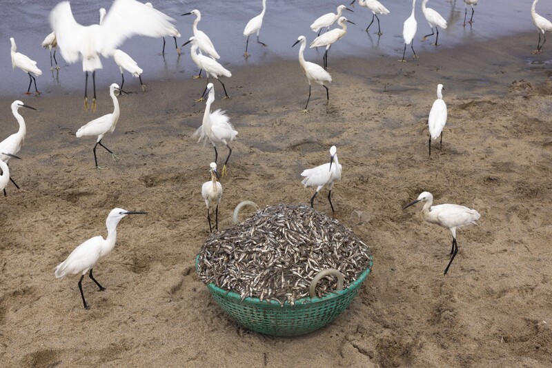 Anchovy Fishing in Sri Lanka by Jonathan Browning
