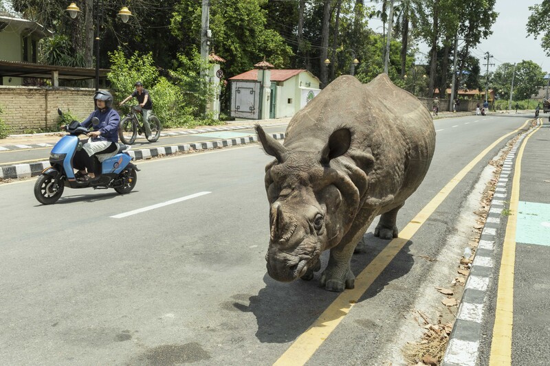 One-Horned Rhinoceros of Nepal by Didier Ruef