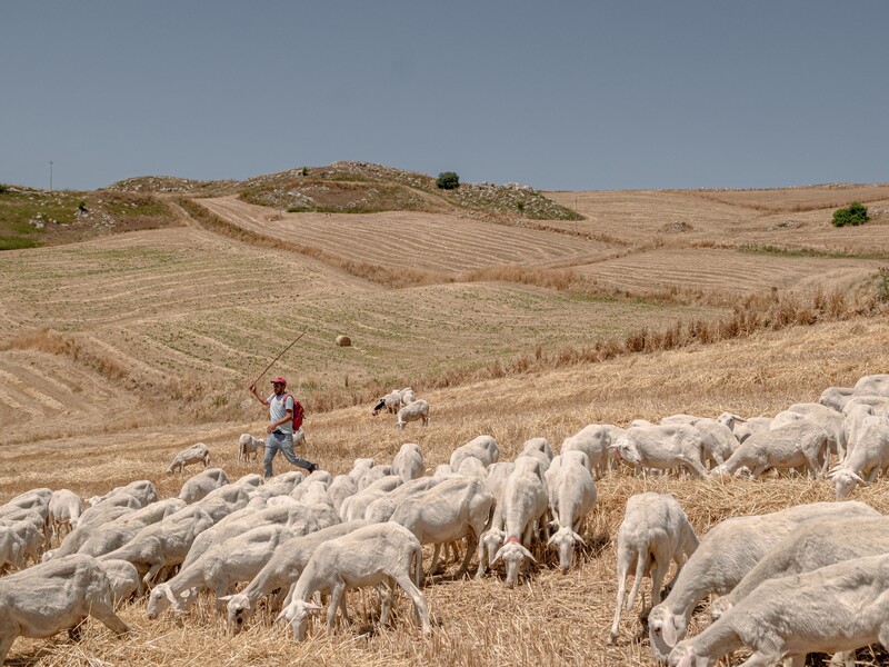 Sicily’s Young Shepherds by Nicolo Vincenzo Malvestuto