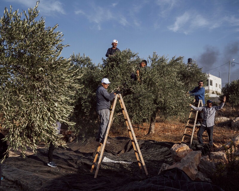 Attack on Abu Falah Olive Harvest by Lucien Lung / Riva Press