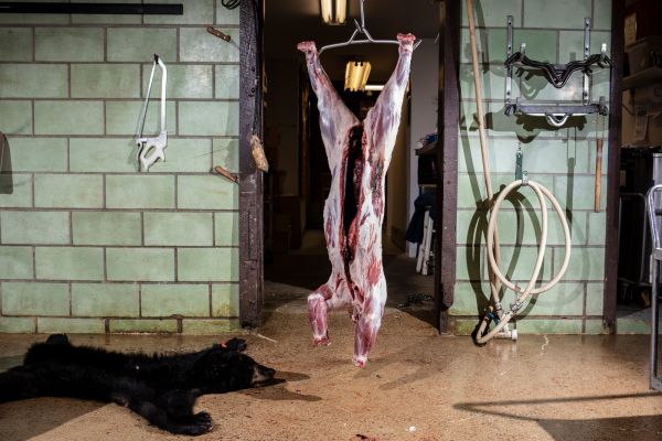 The hide of a black bear which will be processed for its meat by butchers at Game Butchers in Lebanon, N.J., on Monday, December 12, 2022.