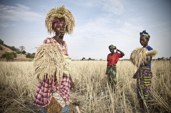 Ladies from the Santa Yalla kaffo - a collective that harvests rice for a landowner near River Gambia at Kaur.