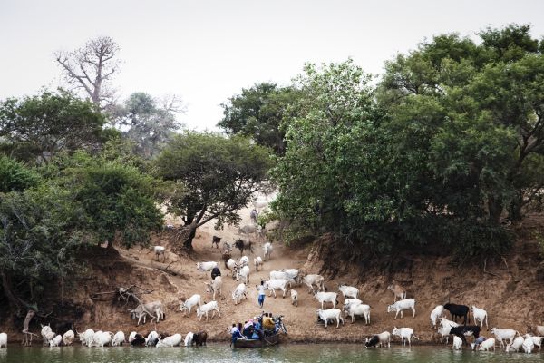 A small ferry called a barra lands on the south bank of River Gambia at Fatta Tenda in eastern Gambia surrounded by cattle owned by Fula pastoralists.