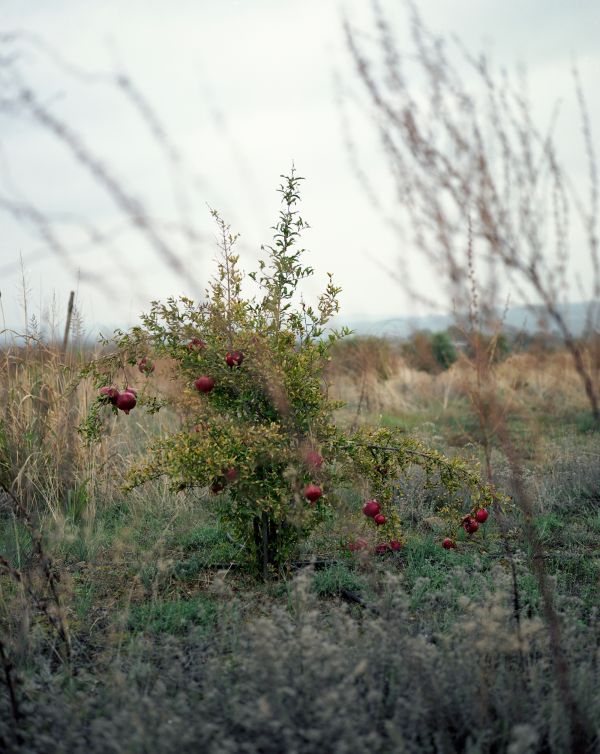 Aigai, Greece, 2019