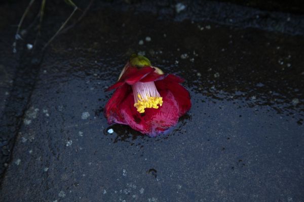 After the rain storm, Fukue Island, Goto, Japan, March 2017.