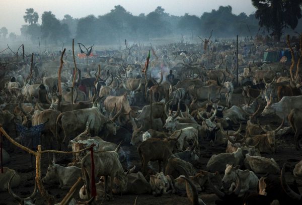 A scene of Gun cattle camp, as cattle raids often take place due to the ethnic tensions in Southern Sudan.