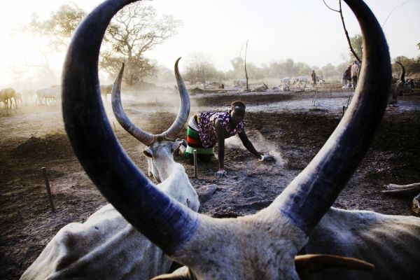 A woman of Agar tribe in a cattle camp collects feces whose ash is used to protect those Nomads and their cows from dangerous insects and the sun drying.