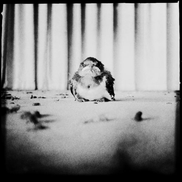 Baby swallow at the altar at an abandoned elementary school in Ukedo, a highly restricted area in Fukushima.