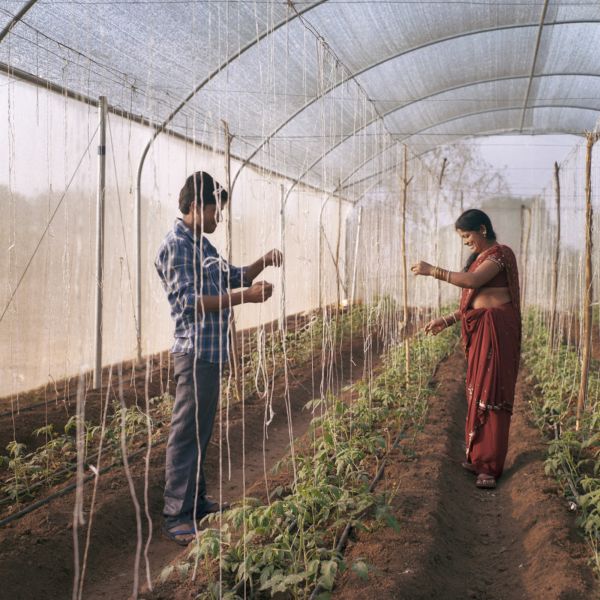 March 18, 2018 - Yadav Bhavanth, 37, and his wife Bujji Bhavanth, 32, grow tomatoes in their greenhouse located on the family farm near Laxmapur village in Telangana state.