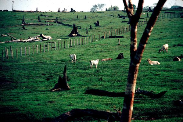 Livestock