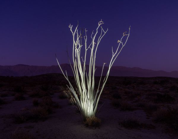 Desert