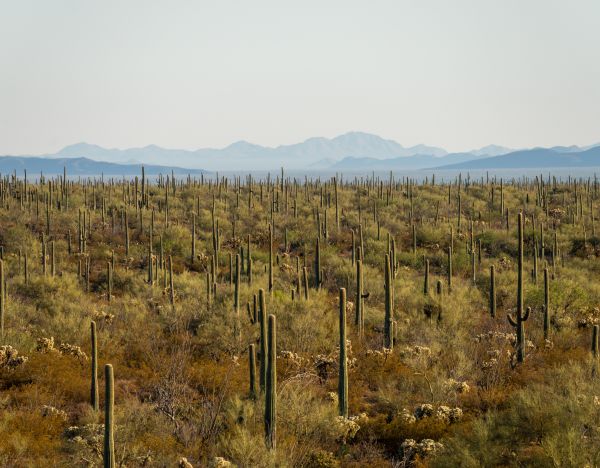 Sonoran Desert