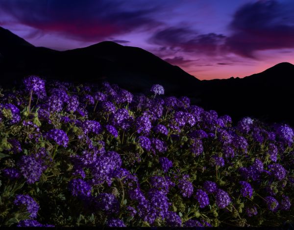 Superbloom