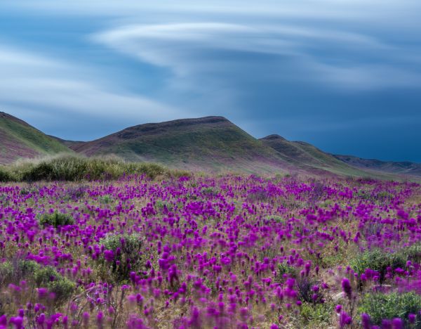 Superbloom