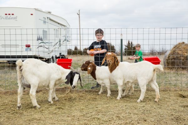 Jake Knoll, 7, feeds the goats at his family's farm in Garden City, Kansas.