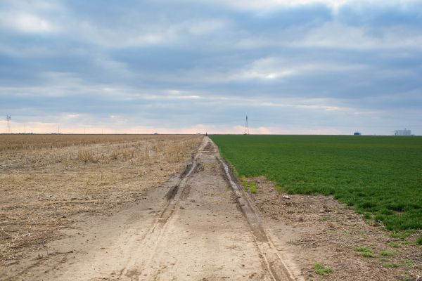 A corn and wheat field at Shane Knoll's family farm in Garden City, Kansas.