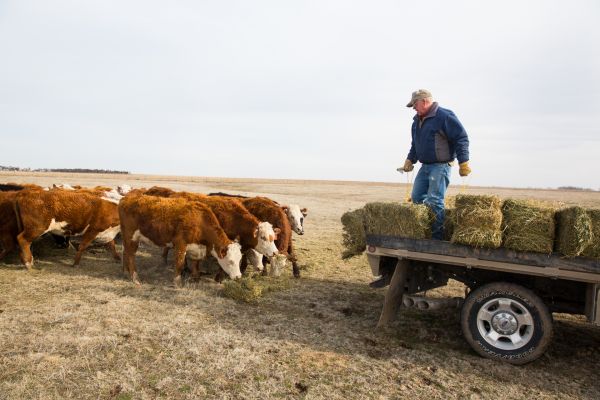 Gordon Jamison feeds the cattle at Jamison Cattle Ranch in Quinter, Kansas.