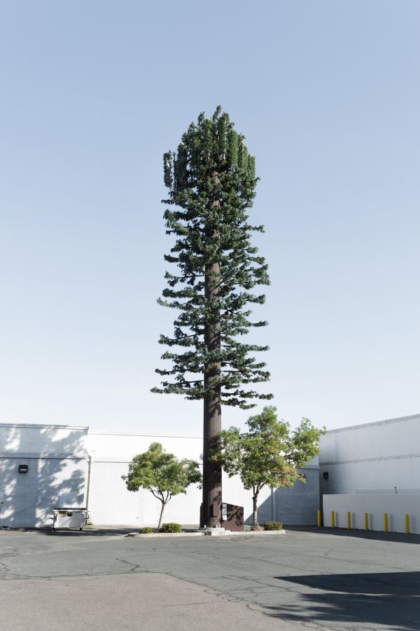 Trees
