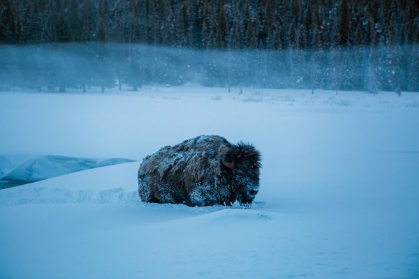 Buffalo in Lamar Valley