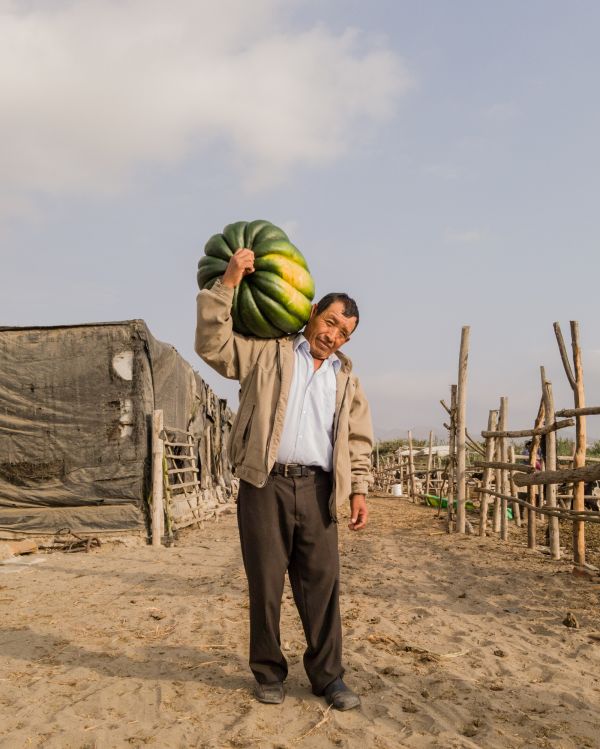 Don Kike IV is an ecological agriculture farm in Ventanilla, Callao, Peru which has been in operation for 40 years and functions as dairy farm.