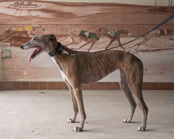 Kennel Owner and Trainer John Farmer of Farmer Racing with a retired winning dog called: known as Bunny and her racing name was Flamenco Dancer.