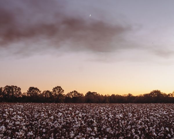 View of a cotton field from across the way from the Brown Family Farm- called Billy Ray’s Farm - like the title of one of Larry Brown’s book.