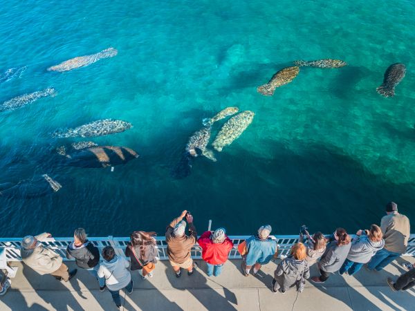 Manatee Lagoon is where threatened Florida manatees gather in the warm-water outflows of Florida Power & Light Company’s (FPL) Riviera Beach Next Generation Clean Energy Center, especially during cold weather.