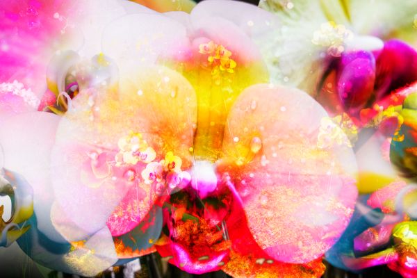 "Let Lily Kwong—and a Mountainful of Orchids—Resensitize Your Cold, Dead Heart."