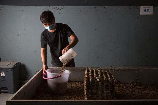 Cricket Lab began operation in 2018 and produces high quality cricket flour by the ton in its modern facility in Chiang Mai Province of Northern Thailand.