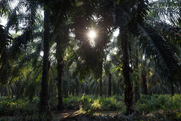 A palm oil plantation on Sumatra Island in Indonesia.