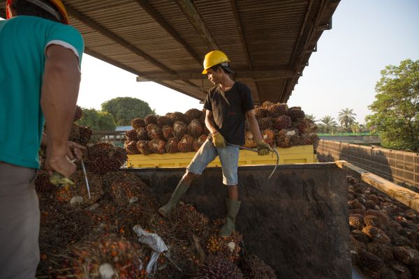 Workers at a palm oil processing plant on Sumatra Island in Indonesia.