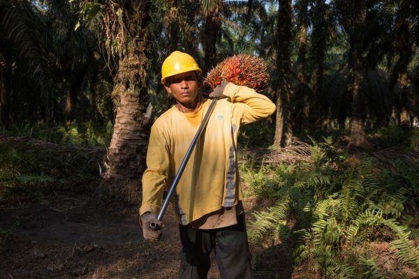A worker at a palm oil plantation on Sumatra Island in Indonesia.