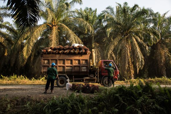 Workers at a palm oil plantation on Sumatra Island in Indonesia.