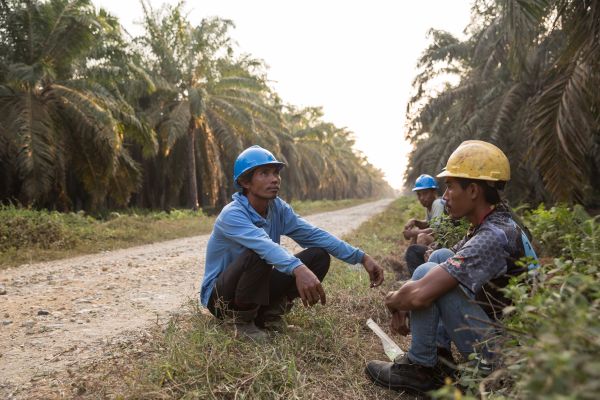 Workers at a palm oil plantation on Sumatra Island in Indonesia.