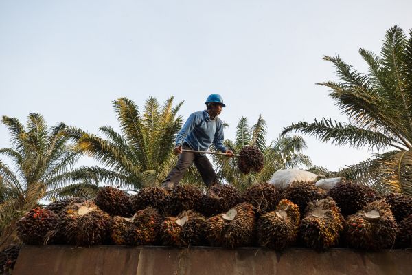 Workers at a palm oil plantation on Sumatra Island in Indonesia.