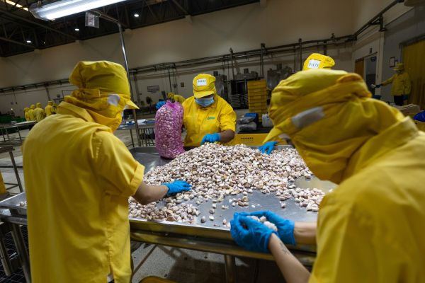 Workers select garlic cloves at the NRF processing plant in Samut Sakhon, Thailand.