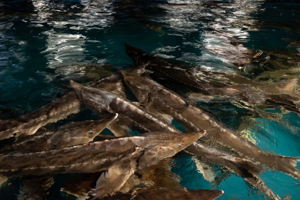 Sturgeon swim in one of the large pools inside a caviar farm. The farm holds over 1600 fish and is predicted to produce an output of 1.5 tonnes of caviar per year.