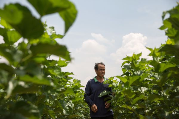 Farmer Phisit Akhahat walks through his mulberry tree plantation in Nakhon Ratchasima Province. He has worked with Jim Thompson's silk company for over 15 years buying eggs from them and selling back the finished cocoons.