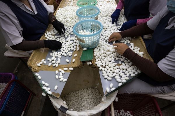 Employees of the Jim Thompson Silk Company inspect a delivery of silk cocoons at the Jim Thompson silk factory in Nakhon Ratchasima Province.