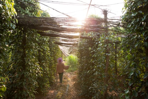 A pepper farmer harvests pepper from her families plantation in Kampot Province.