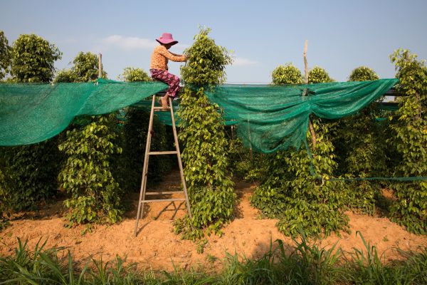 A pepper farmer harvests pepper from her families plantation in Kampot Province.
