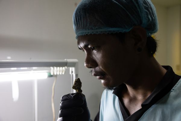 A worker smells a marijuana bud at Supasiri Farm in Lam Plai Mat District of Buriram province, Thailand.